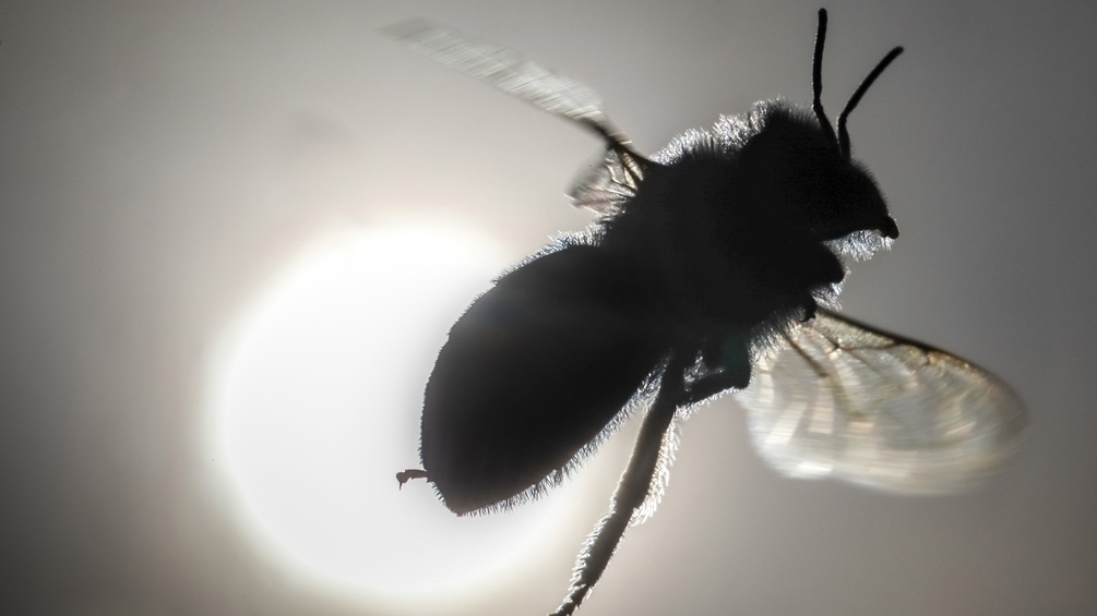 Biene im Gegenlicht