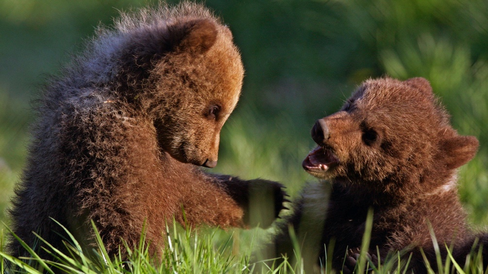 Zwei Braunbären beim spielen