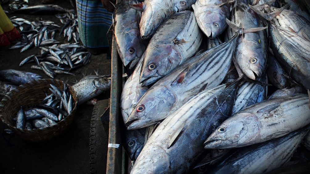 Thunfische werden zum Markt transportiert