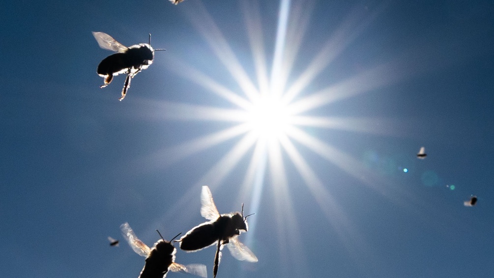 Nachmittagssonne am blauen Himmel mit Bienen