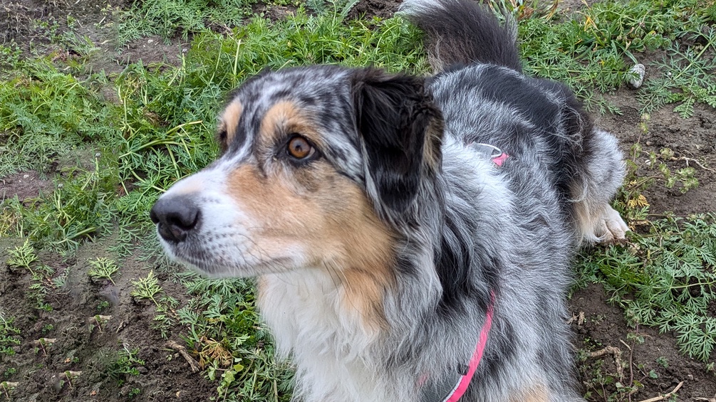 ORF/JULIANE NAGILLER Schnüffelnase, Hund