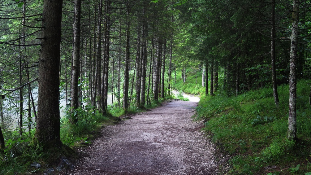 Ein Weg führt durch den Wald.