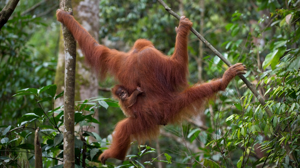 Ein Orangutan im Wald