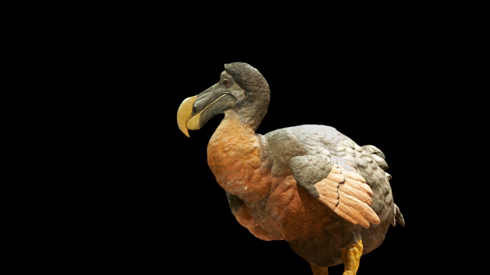 Ein Modell eines Dodo's