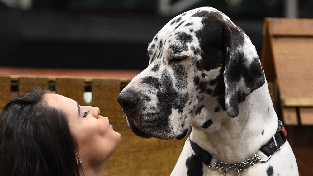 APA/AFP/OLI SCARFF Frau und Deutsche Dogge