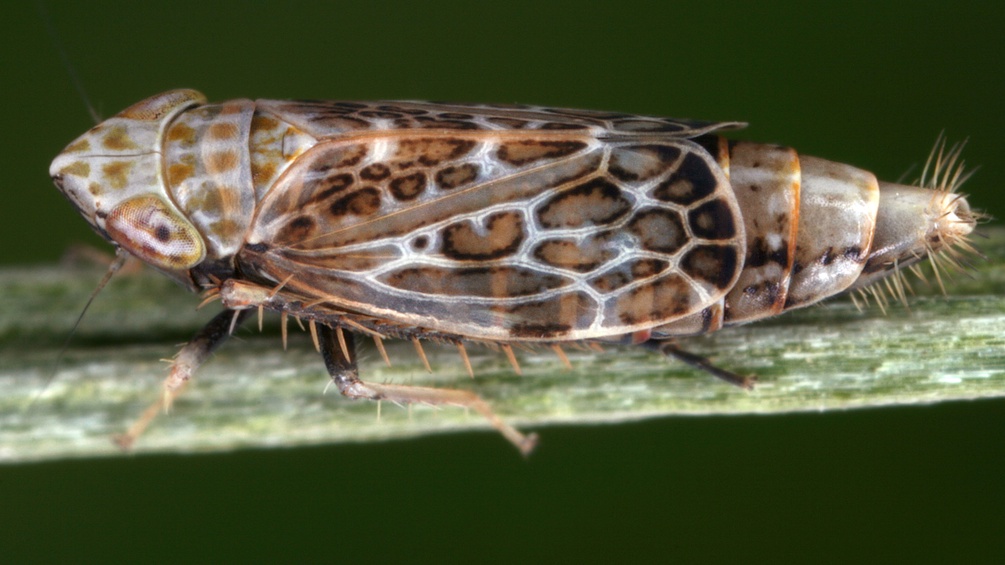 Zikade im Leopardenlook: Errastunus ocellaris (Bunte Graszirpe)