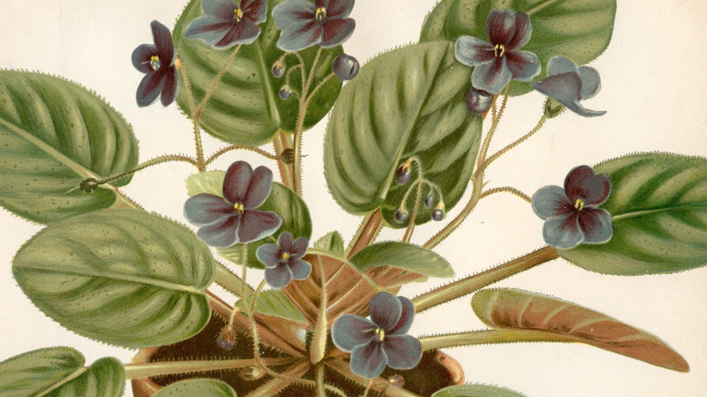 NATURHISTORISCHES MUSEUM WIEN Usambaraveilchen (Saintpaulia jonatha) Aus: Gartenflora, 1893 (Ausschnitt)