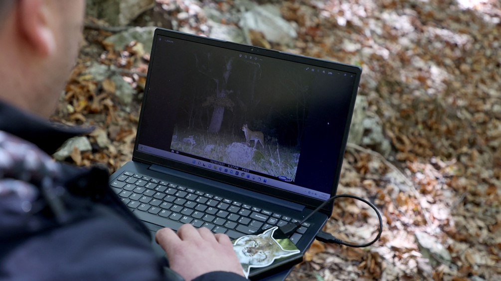 Laptop, Wildtierkamera, Luchs