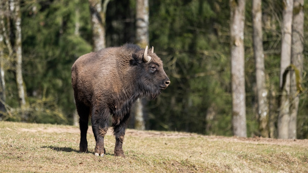 Wisent