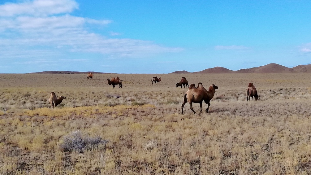Kamele in der Steppe Kasachstans
