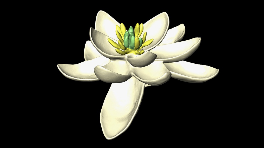 Die Ur-Blüte war zweigeschlechtlich und hatte eine Blütenhülle von in Dreierkreisen angeordneten, kronblattähnlichen Organen