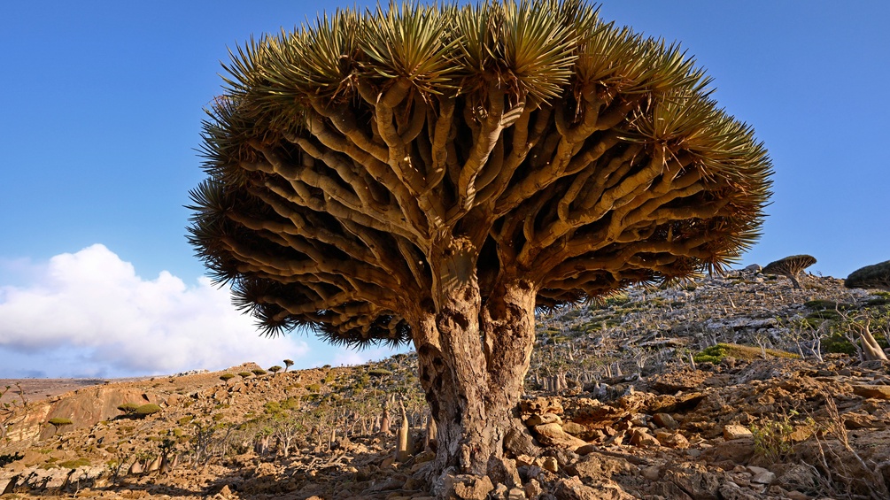 Rote-Meer-Doku, Sokotra