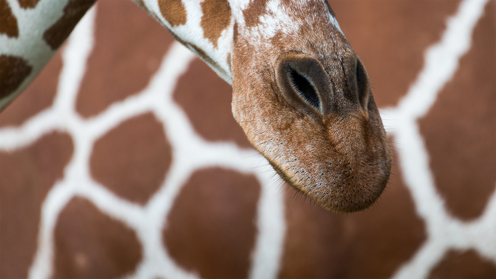 Nase einer Giraffe