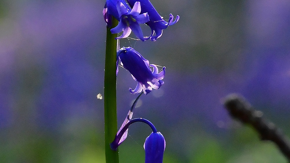 Blaue Frühlingsblume im Wald