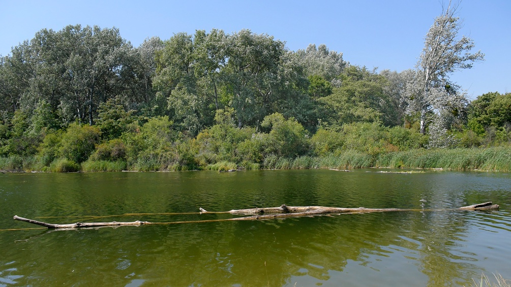 Lobau
