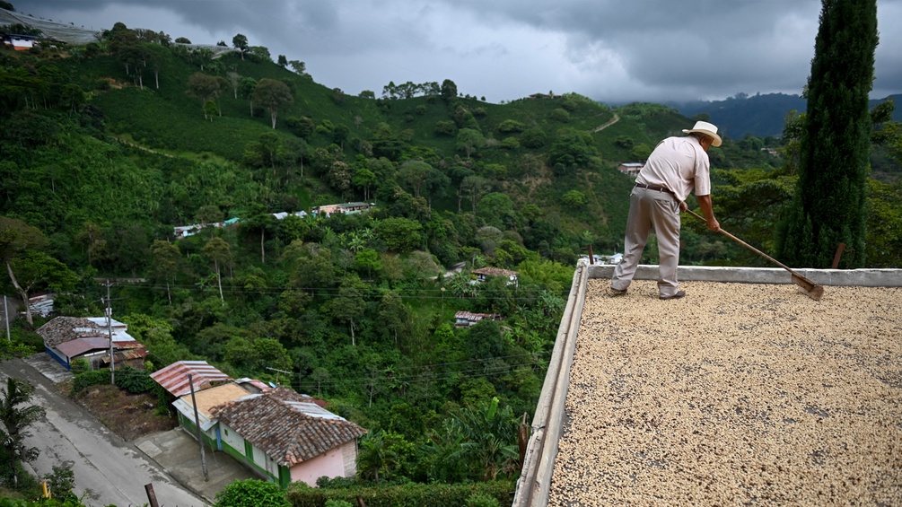 Kaffeeernte in Kolumbien