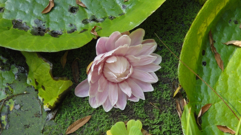 Blüte der Riesenseerose Victoria Cruziana