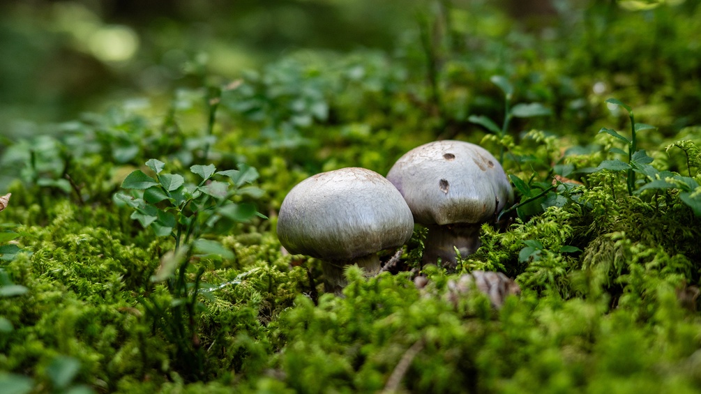 Pilze im Wald