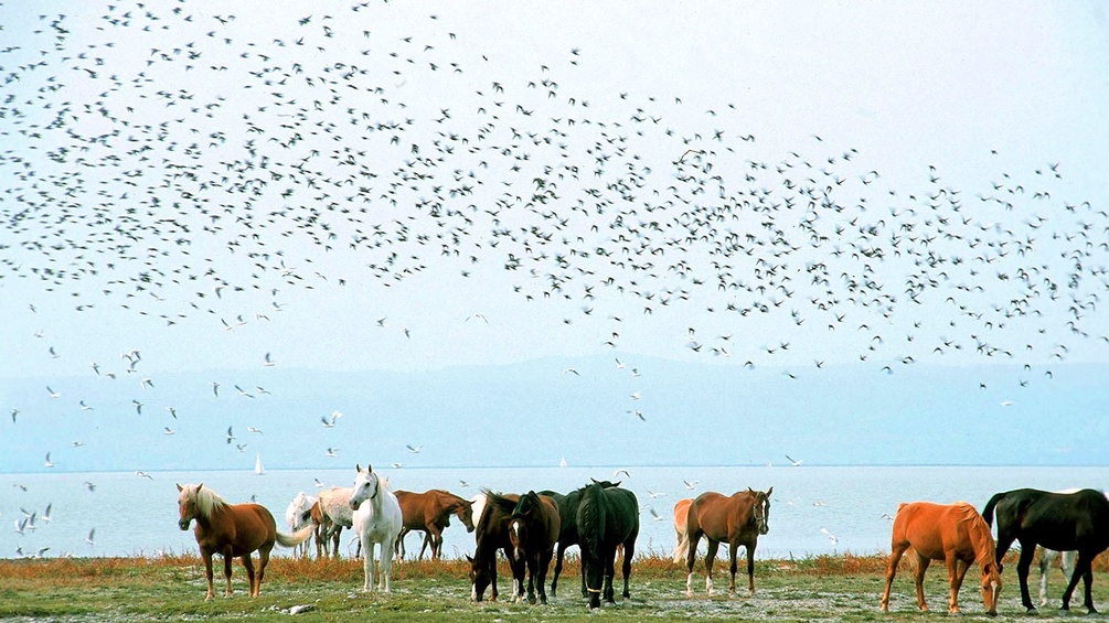 Zugvögel fliegen über Pferde hinweg im Neusiedler Nationalpark