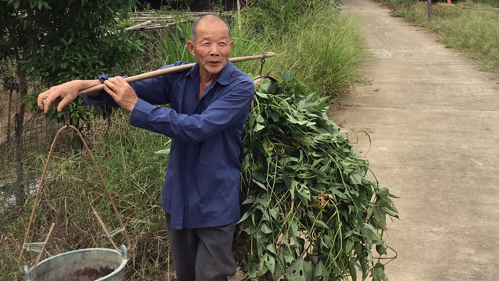 Ein chinesischer Landarbeiter trägt auf der Schulter einen großen Kübel und Blätter.