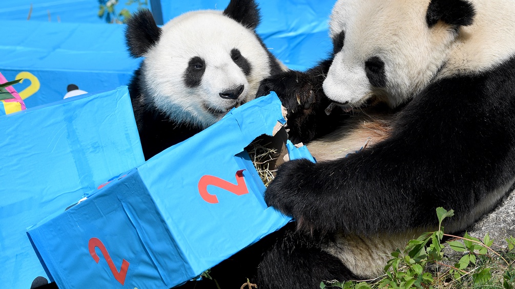 Pandabären spielen mit Geschenkskartons