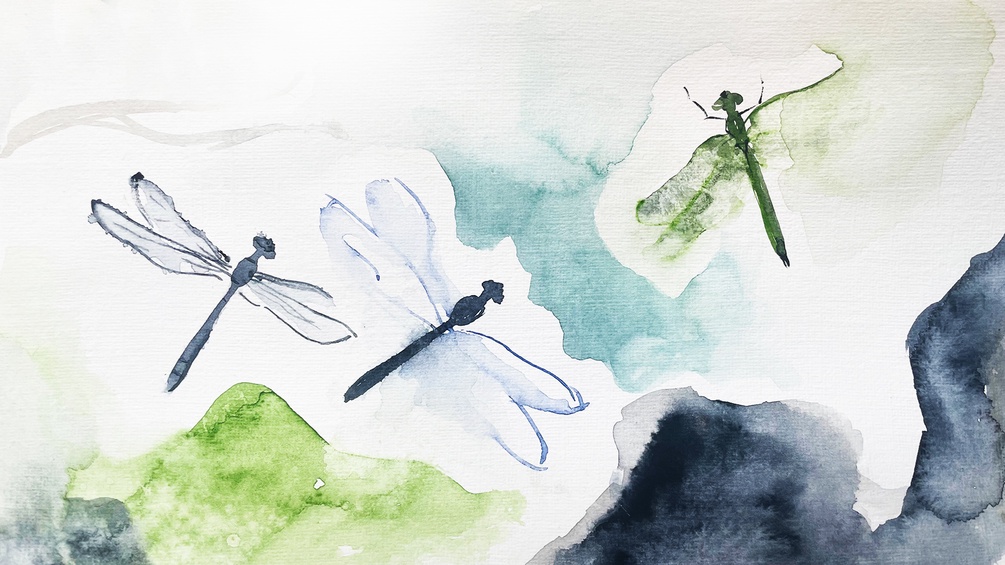 Illustration von Libellen