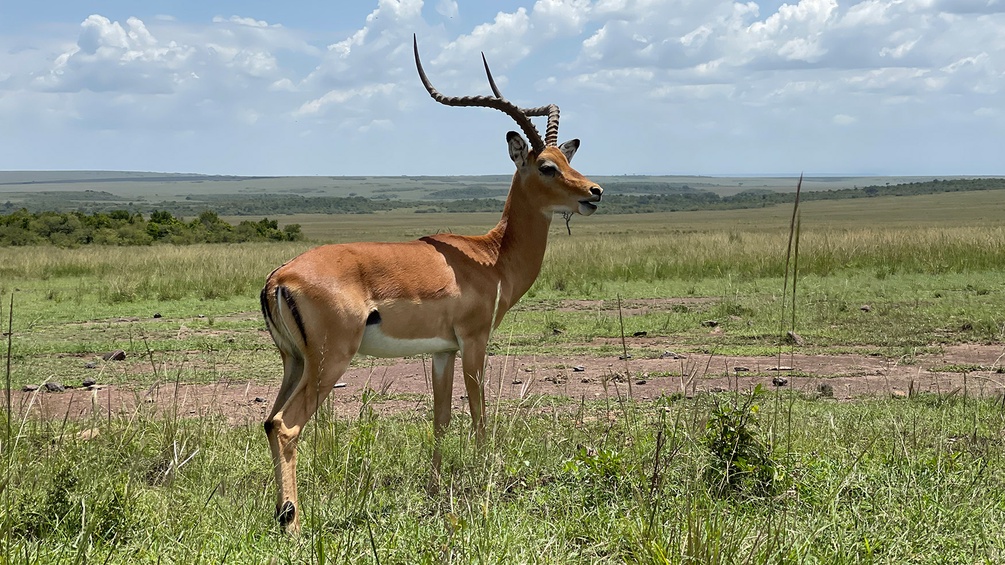 Antilopenbock, Afrika