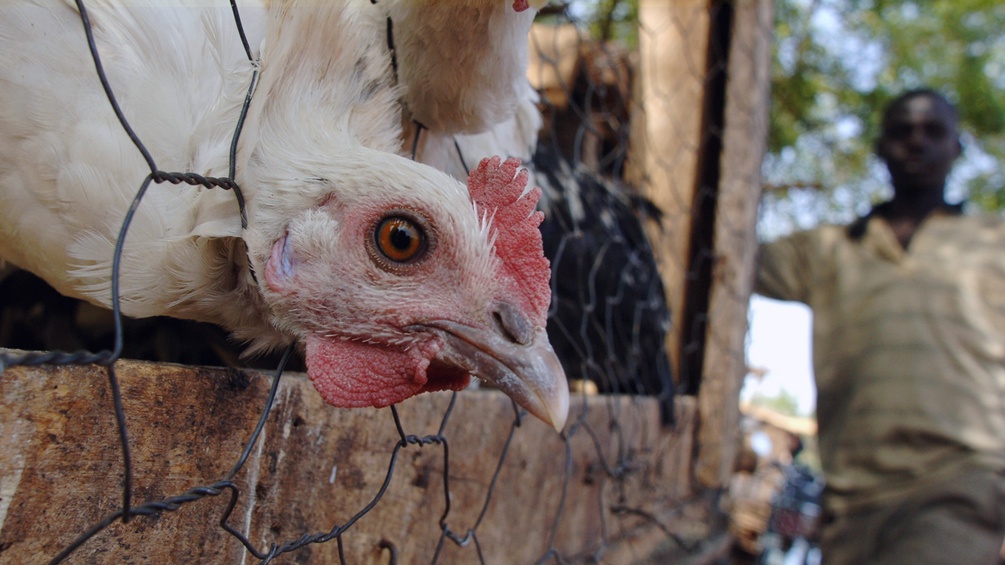Ein Huhn in Ghana steckt seinen Kopf durch das Gehegegitter