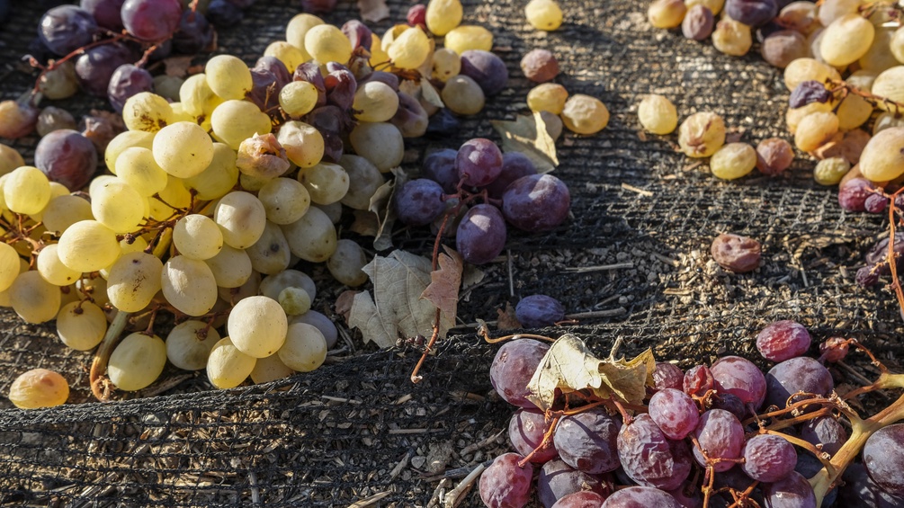 Weintrauben in Zypern