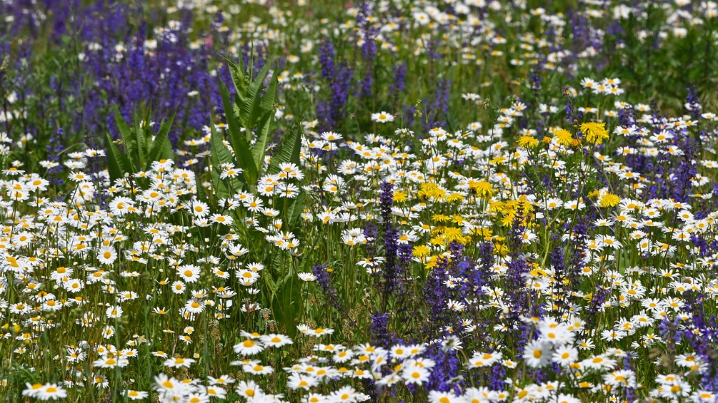 Blumenwiese