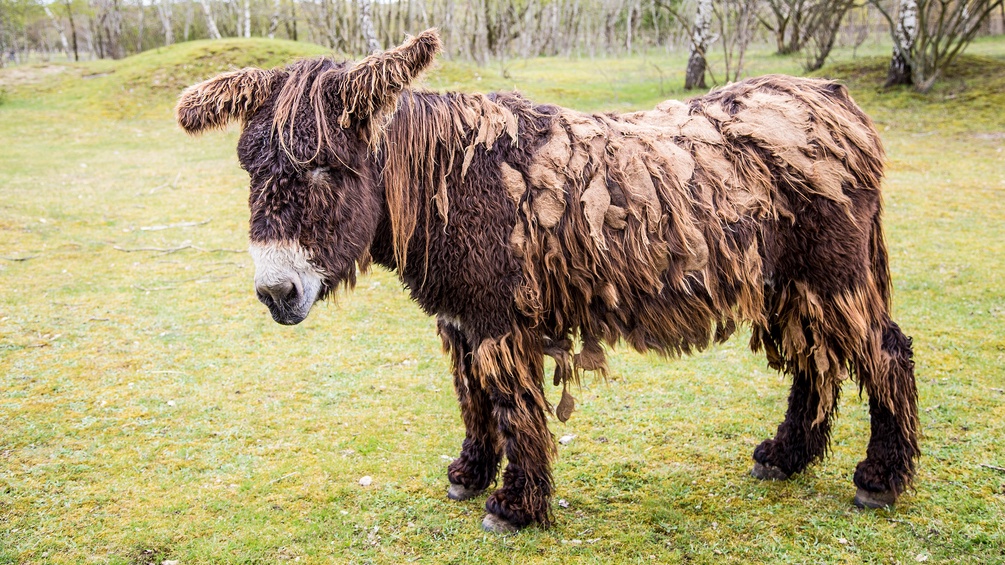 Poitou-Esel im Fellwechsel