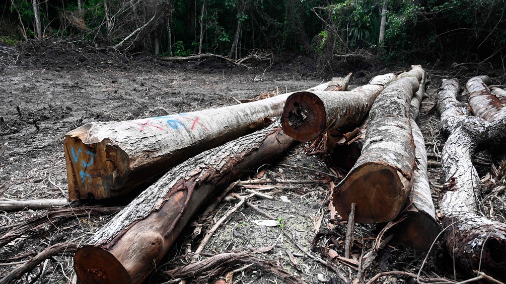 Zedern- und Mahagonistämme liegen auf einem Waldboden