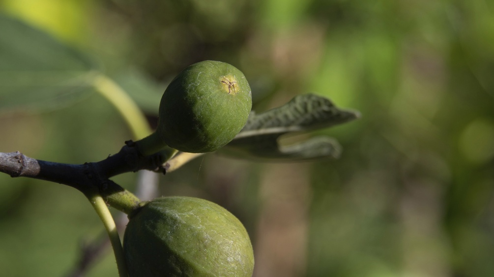 Feigenbaum