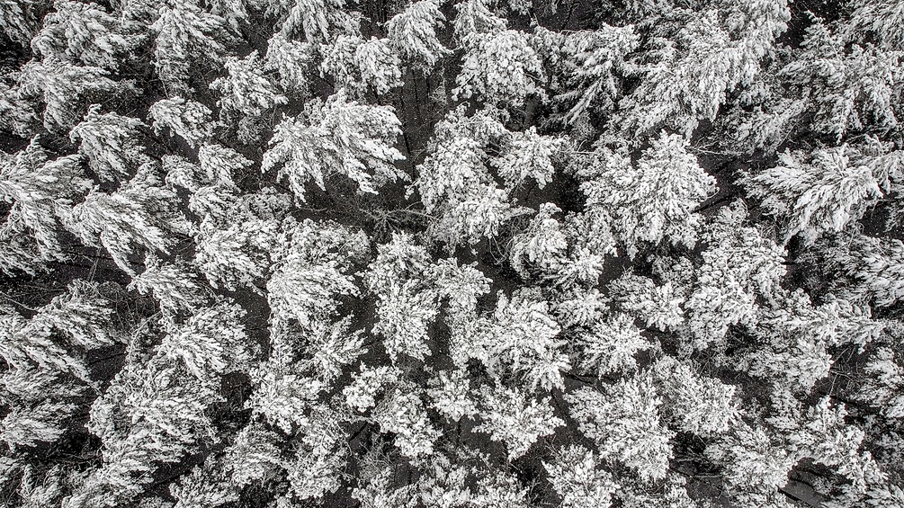 Schneebedeckte Bäume in Sibirien