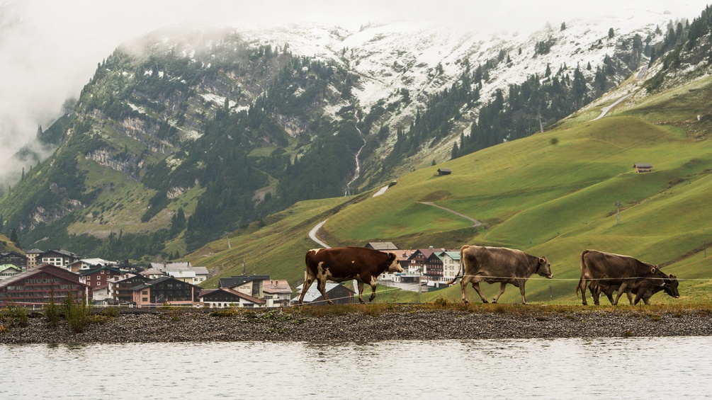 Kühe in Vorarlberg spazieren die Lech entlang.