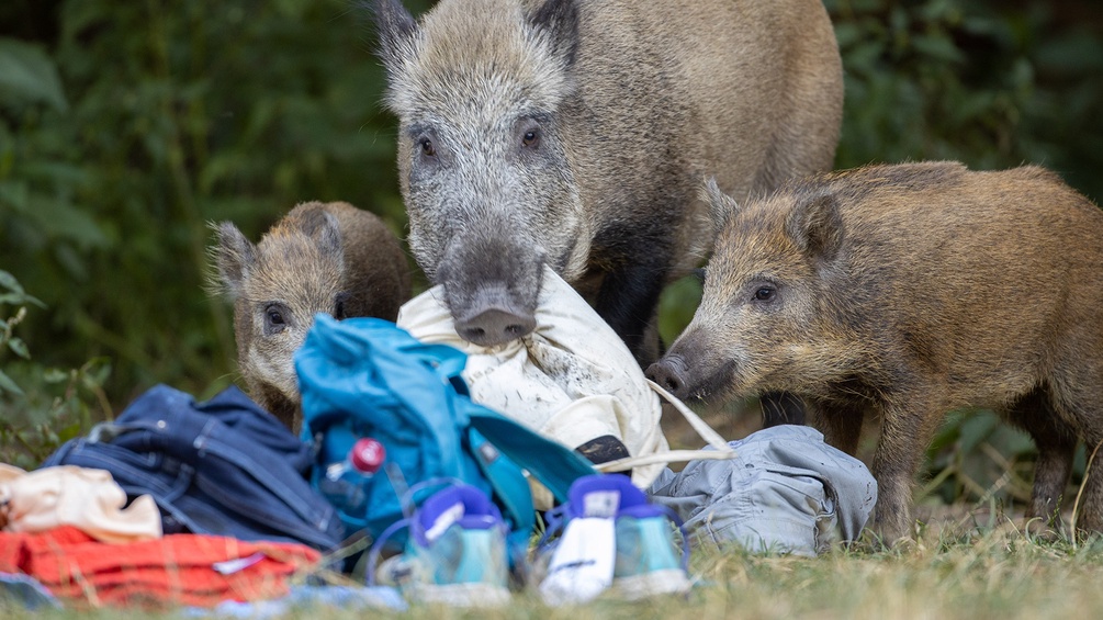 Wildschweine und Müll