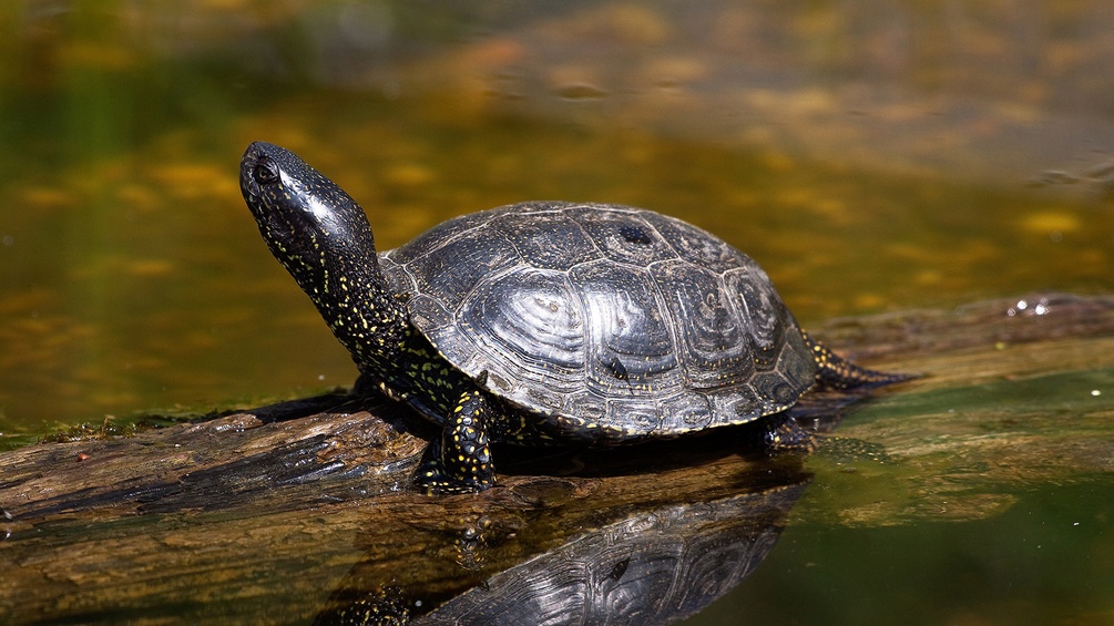 APA/NATIONALPARK DONAU-AUEN/SCHNEIDER Sumpfschildkröte
