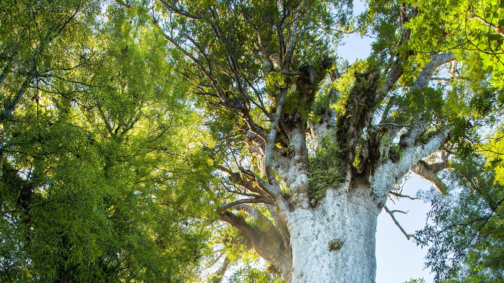 Die Krone eines Kauri-Baumes.