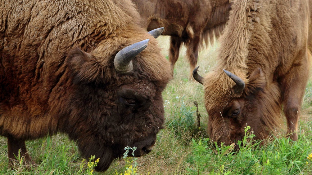 DPA/NESTOR BACHMANN Zwei Bisons weiden auf einer Wiese