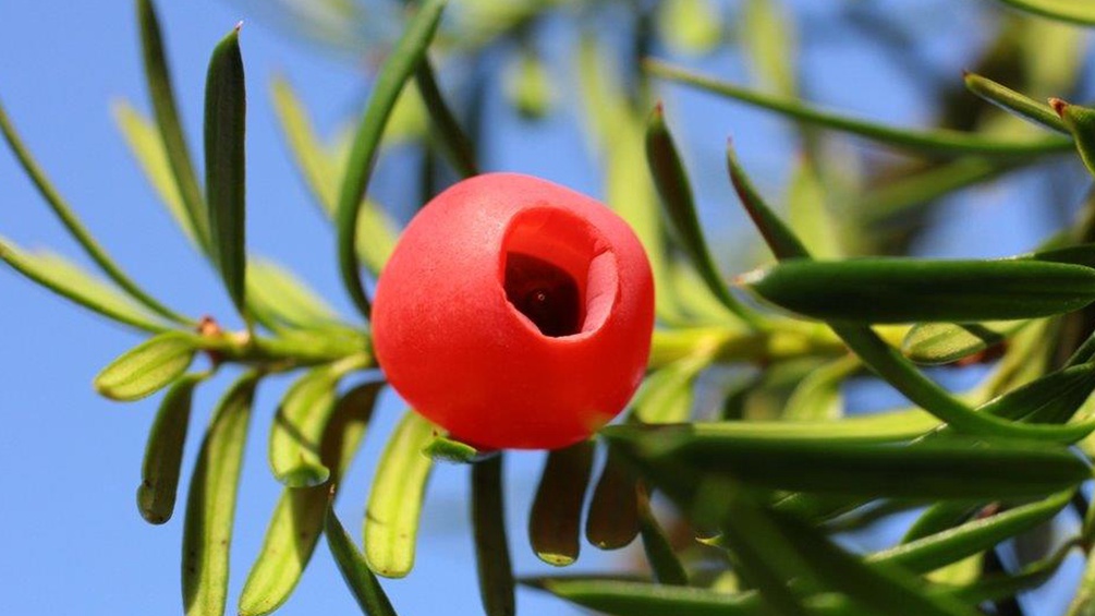 Taxus Frucht