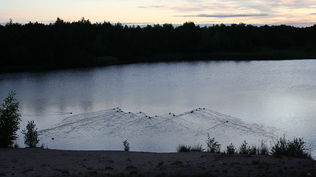 Schwimmvögel auf einem See