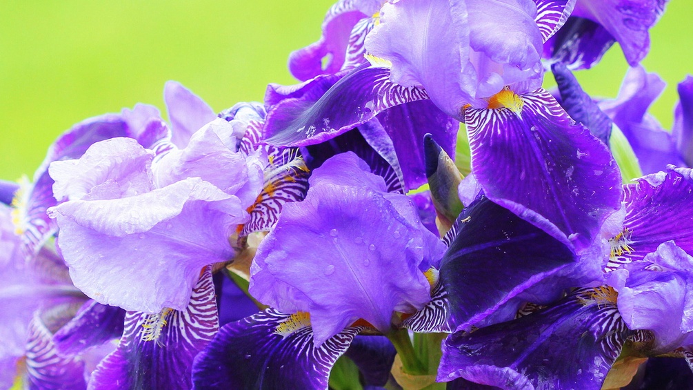 Blaue Iris