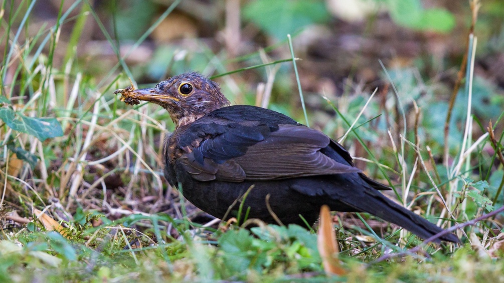 Usutu Virus Amsel
