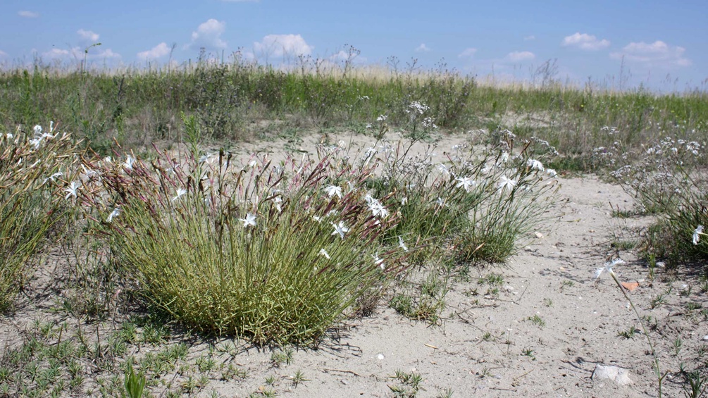 Späte Federnelke (Dianthus serotinus) und Sand Gipskraut (Gypsophila-fastigiata)