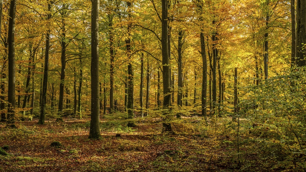 Skandinavische Baumlandschaft