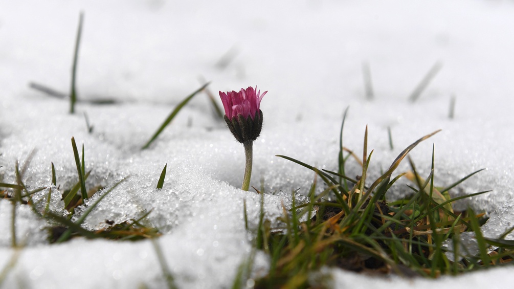 AFP/CHRISTOF STACHE Eine Blume ragt aus der mit Schnee bezuckerten Wiese.