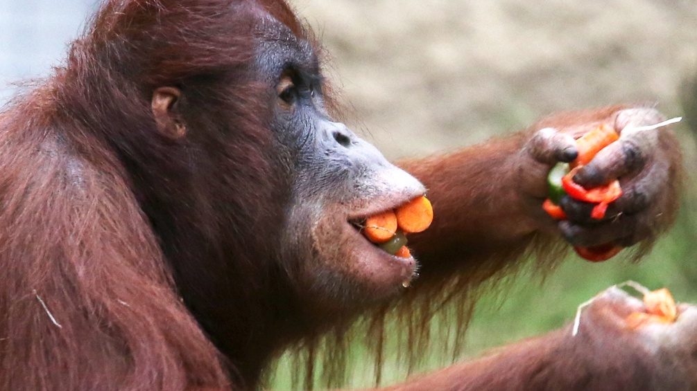 Ein Orangutan isst Karotten.