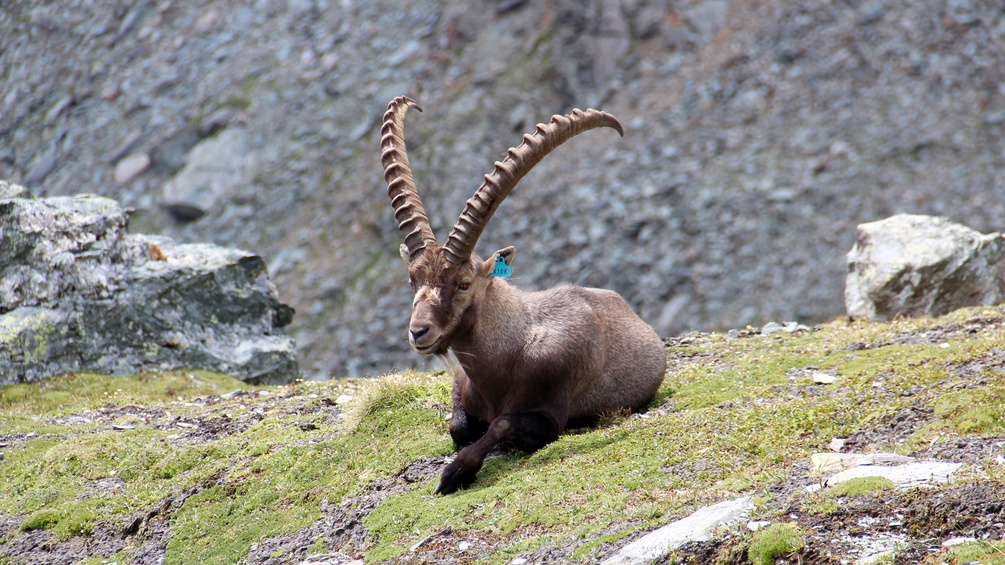 NATIONALPARK HOHE TAUERN/EMANUEL EGGER Steinbock