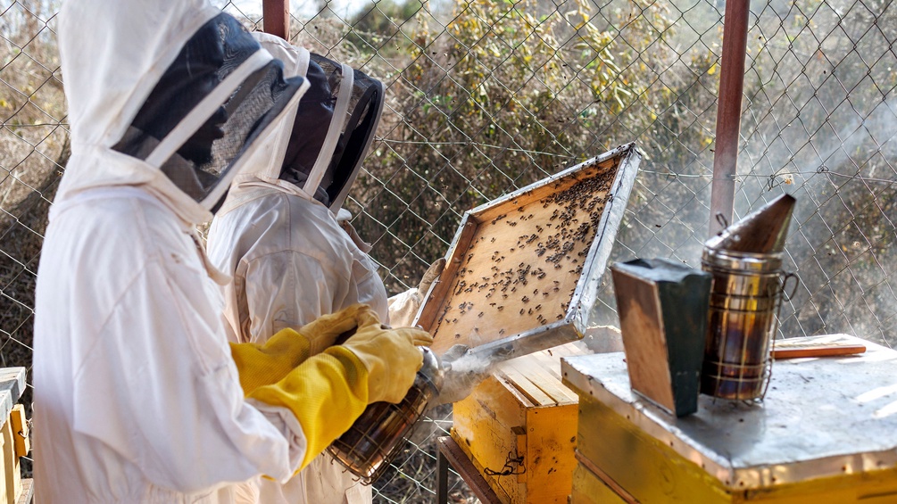 Imker in Afrika: Bienen gegen Elefanten