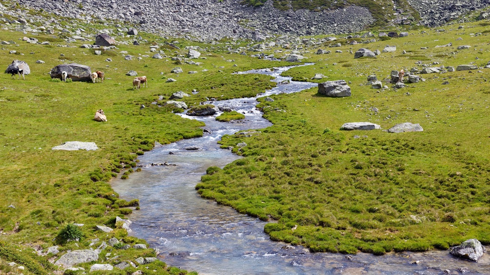  Aufstieg zur Düsseldorfer Hütte über Alm mit Gebirgsbach, Kühe weiden, nahe Bergdorf Sulden, Solda, Ortsteil der Gemeinde Stilfs